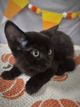 Rescue Domestic Short Hair Cats for Adoption in Cumming, Georgia - Midna 1250-25 | PetCurious