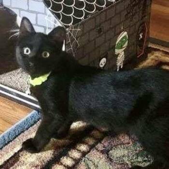 Domestic Short Hair Cats Available for Adoption - Franky | PetCurious