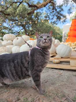 Sid -  Domestic Short Hair Cat for Adoption in New Orleans, Louisiana - Sid | PetCurious