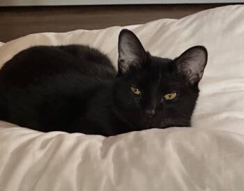 Domestic Short Hair Cats Available for Adoption in Albuquerque, New Mexico - Matilda | PetCurious