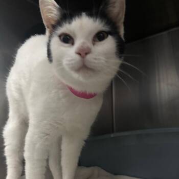 Pearla -  Domestic Short Hair Cat for Adoption in Lakeland, Florida - Pearla | PetCurious