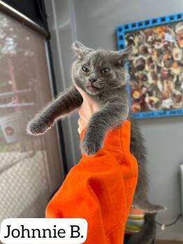Johnnie B. -  Domestic Short Hair Cat for Adoption in Dyersburg, Tennessee - Johnnie B. | PetCurious