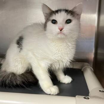 Lacey -  Domestic Short Hair Cat for Adoption in Roanoke, Virginia - Lacey | PetCurious