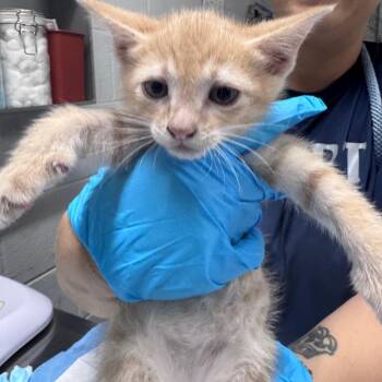 Lightening -  Domestic Short Hair Cat for Adoption in Summerville, South Carolina - Lightening | PetCurious