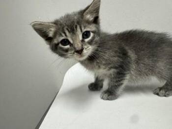 Ashley -  Domestic Short Hair Cat for Adoption in Pequot Lakes, Minnesota - Ashley | PetCurious