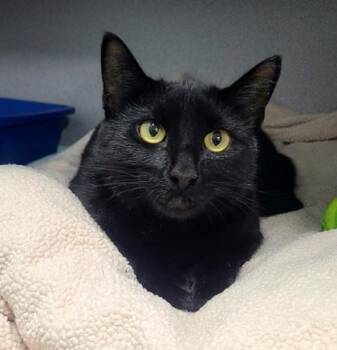 Nira -  Domestic Short Hair Cat for Adoption in Kirkland, Washington - Nira | PetCurious