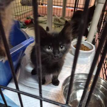 Muffin -  Domestic Long Hair Cat Available for Adoption in Garden City, Colorado - Muffin | PetCurious