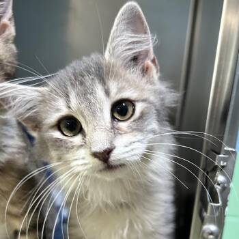 LB -  Domestic Medium Hair Cat for Adoption in Newport, North Carolina - LB | PetCurious