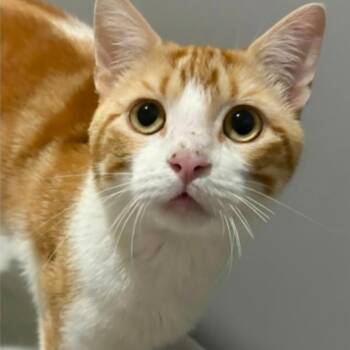 Dennis -  Domestic Short Hair Cat for Adoption in Warr Acres, Oklahoma - Dennis | PetCurious