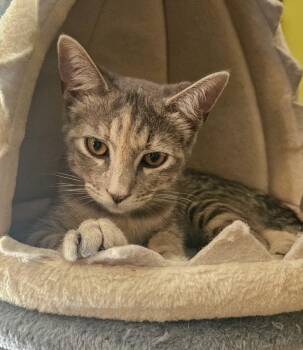 Jude -  Domestic Short Hair Cat for Adoption in Elmwood Park, New Jersey - Jude | PetCurious