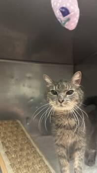 Rescue Domestic Short Hair Cats for Adoption in Fall River, Massachusetts - Layla | PetCurious
