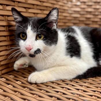 Rescue Domestic Short Hair Cats for Adoption in Midland, Michigan - Mrs. Grover Stray | PetCurious