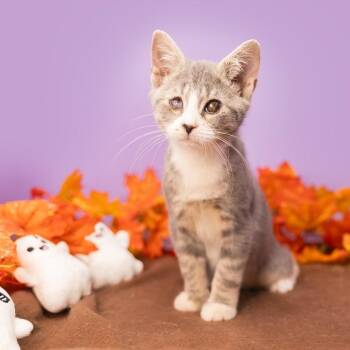 Rescue Domestic Short Hair Cats for Adoption in Durham, North Carolina - Iris | PetCurious