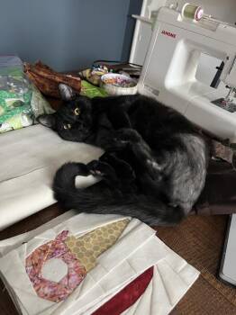 Domestic Short Hair Cats Available for Adoption - Bastet Aka Cinco Mello | PetCurious