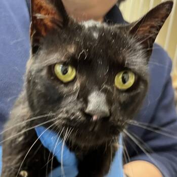 Mallie -  Domestic Short Hair Cat for Adoption in Harrisonburg, Virginia - Mallie | PetCurious