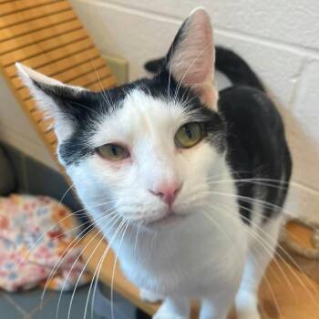 Ranger -  Domestic Short Hair Cat for Adoption in Nashville, Tennessee - Ranger | PetCurious