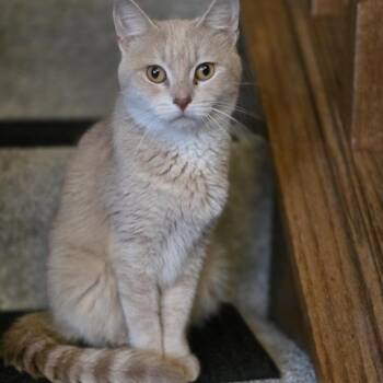Domestic Short Hair and Tabby Cats Available for Adoption in Farmington, Minnesota - Clementine - Meet Me At The Cottage Grove PetSmart | PetCurious