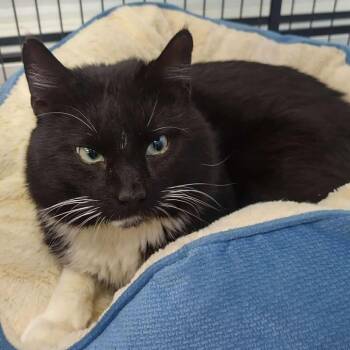 Domestic Short Hair Cats Available for Adoption in Winthrop, Maine - Rhombus | PetCurious