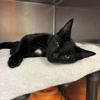 Windsor -  Domestic Short Hair Cat for Adoption in Braintree, Massachusetts - Windsor | PetCurious