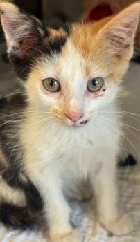 PRINCESS -  Domestic Short Hair Cat for Adoption in Elizabethton, Tennessee - PRINCESS | PetCurious