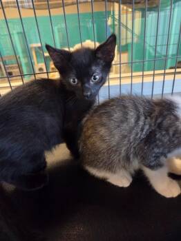 Jasper -  Domestic Short Hair Cat for Adoption in Bossier City, Louisiana - Jasper | PetCurious