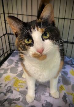 Rescue Domestic Short Hair and Calico Cats for Adoption in Duxbury, Massachusetts - Chanel | PetCurious