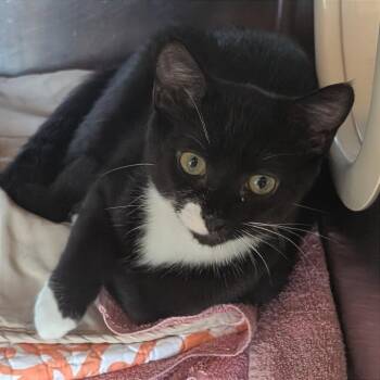 Bebop -  Domestic Short Hair Cat for Adoption in Asheville, North Carolina - Bebop | PetCurious