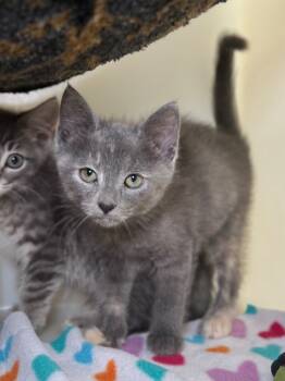 Rescue Domestic Medium Hair Cats for Adoption in Menomonie, Wisconsin - Tifa | PetCurious