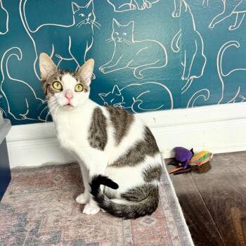 Willy -  Domestic Short Hair Cat for Adoption in Wantagh, New York - Willy | PetCurious