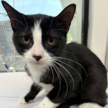 Soda Pop -  Domestic Short Hair Cat for Adoption in Columbiana, Alabama - Soda Pop | PetCurious