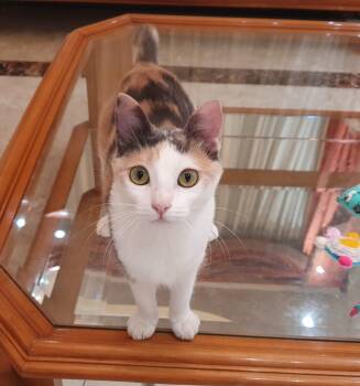 Alma - Kitten - Energetic cuddlebug - READ FULL BIO -  Domestic Short Hair Cat for Adoption in Toronto, Ontario - Alma - Kitten - Energetic Cuddlebug - READ FULL BIO | PetCurious