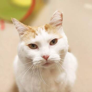 Cecilia -  Domestic Short Hair Cat for Adoption in Oshkosh, Wisconsin - Cecilia | PetCurious