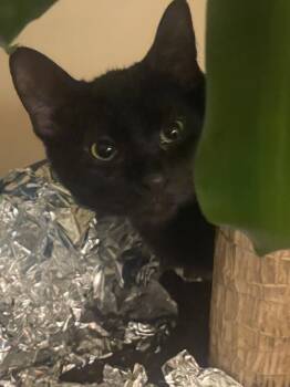 RiRi -  Domestic Short Hair Cat for Adoption in Walled Lake, Michigan - RiRi | PetCurious