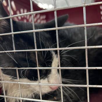 Swimmer -  Domestic Short Hair Cat for Adoption in League City, Texas - Swimmer | PetCurious