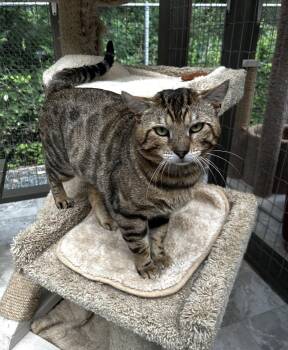 Tabby Cats Available for Adoption in Maple Ridge, British Columbia - Michael Strayhan | PetCurious