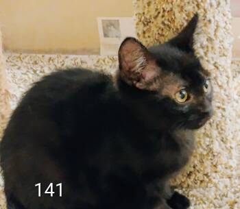 Leonidas -  Domestic Short Hair Cat for Adoption in Williamsburg, Virginia - Leonidas | PetCurious