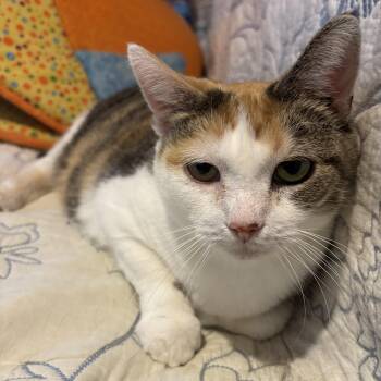 Rescue Domestic Short Hair Cats for Adoption in Lapeer, Michigan - Skeeter | PetCurious