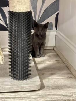 Rescue Domestic Short Hair Cats for Adoption in South Euclid, Ohio - Fiyero | PetCurious