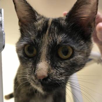Badger -  Domestic Short Hair Cat for Adoption in Harrisonburg, Virginia - Badger | PetCurious