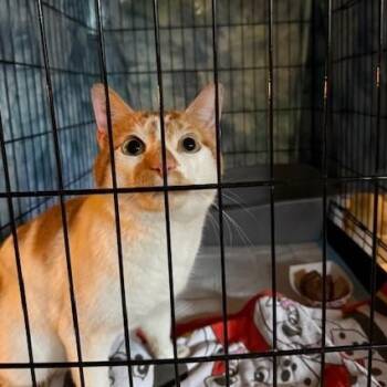 Rescue Domestic Short Hair Cats for Adoption in Jersey City, New Jersey - Onion | PetCurious