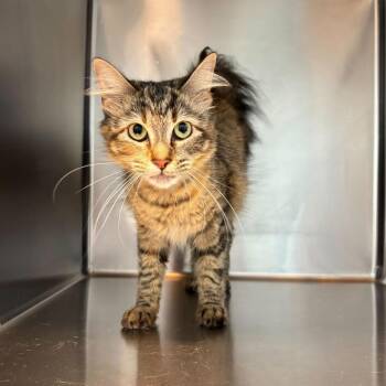 Domestic Medium Hair Cats Available for Adoption - Flip Flop | PetCurious