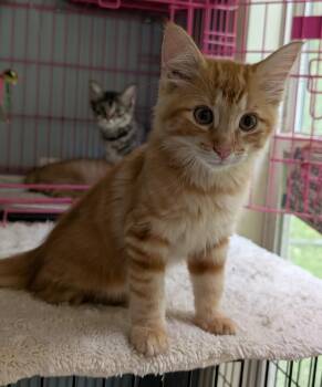 Barney -  Tabby Cat for Adoption in Somerset, Kentucky - Barney | PetCurious