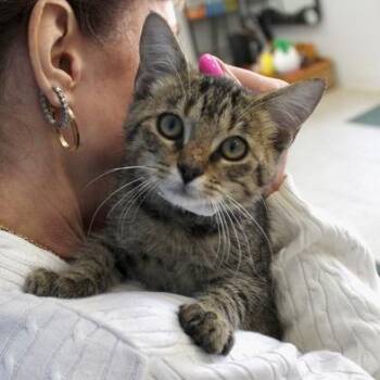 Daisey-mae -  Domestic Short Hair Cat for Adoption in Birmingham, Alabama - Daisey-mae | PetCurious