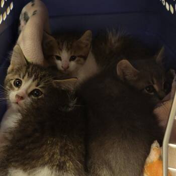 Amanda Rollins -  Domestic Short Hair Cat for Adoption in Milan, Illinois - Amanda Rollins | PetCurious