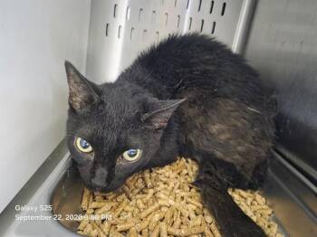 LITTLE ONE -  Domestic Short Hair Cat for Adoption in Orlando, Florida - LITTLE ONE | PetCurious