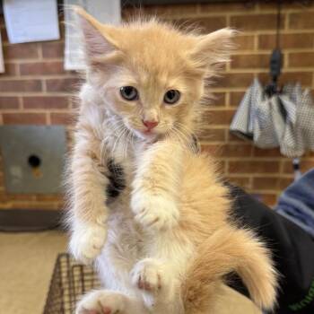 Max -  Domestic Long Hair Cat for Adoption in Birmingham, Alabama - Max | PetCurious