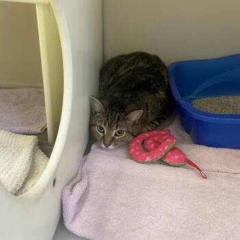 Domestic Short Hair Cats Available for Adoption in Burlington, Ontario - April | PetCurious