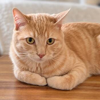 Handsome C69979 -  Domestic Short Hair Cat for Adoption in Minnetonka, Minnesota - Handsome C69979 | PetCurious