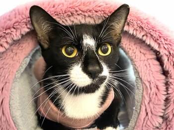 Domestic Short Hair Cats Available for Adoption - LINDA | PetCurious