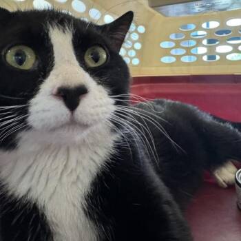 Domestic Short Hair Cats Available for Adoption in Des Moines, Iowa - Monte | PetCurious